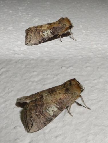 Réf. 265 743 : Tethea ocularis